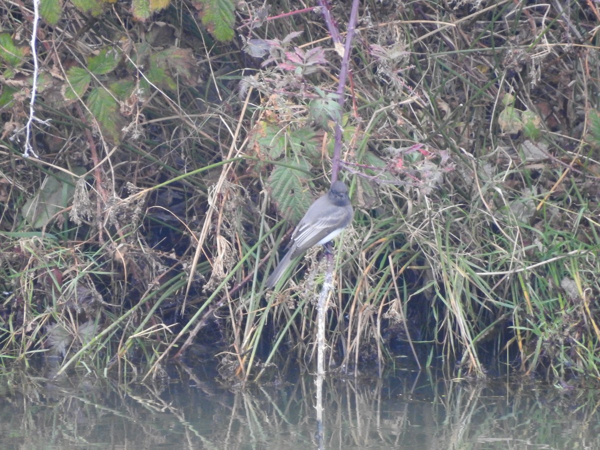 Black Phoebe - ML645193064