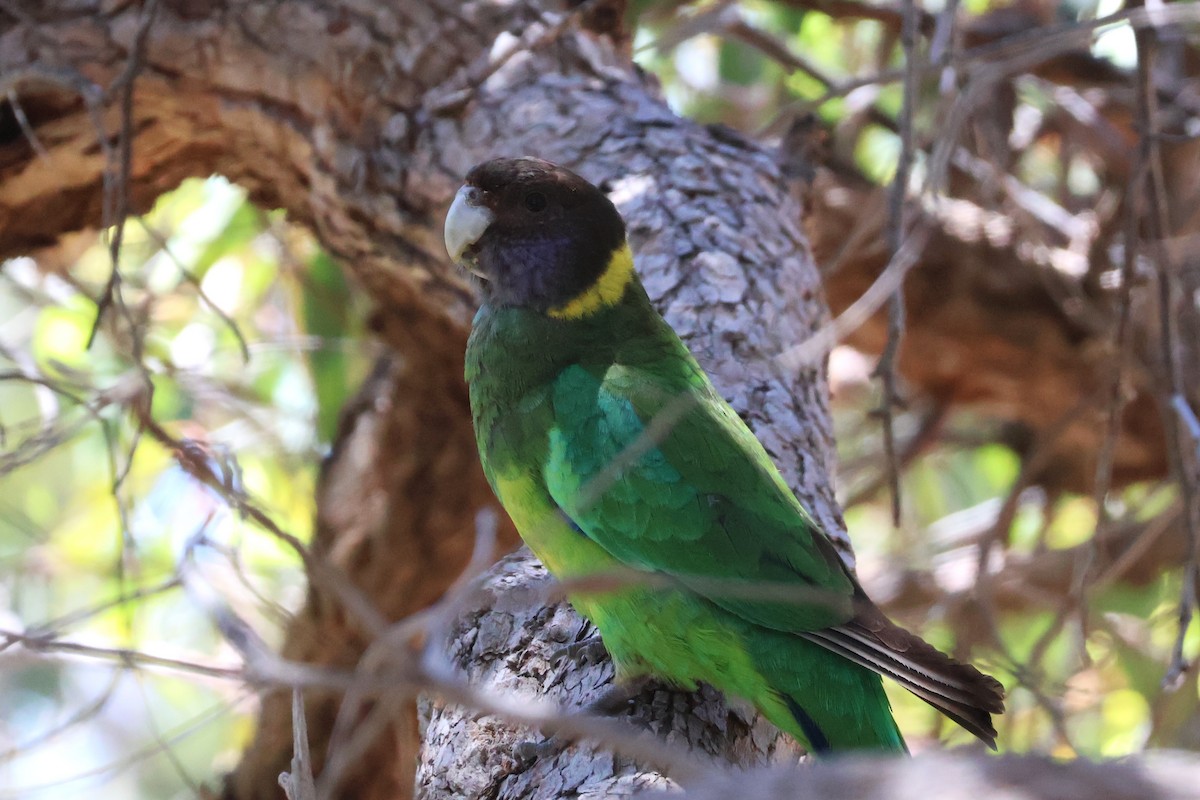 Australian Ringneck - ML645193065