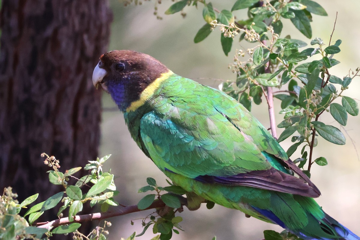 Australian Ringneck - ML645193066