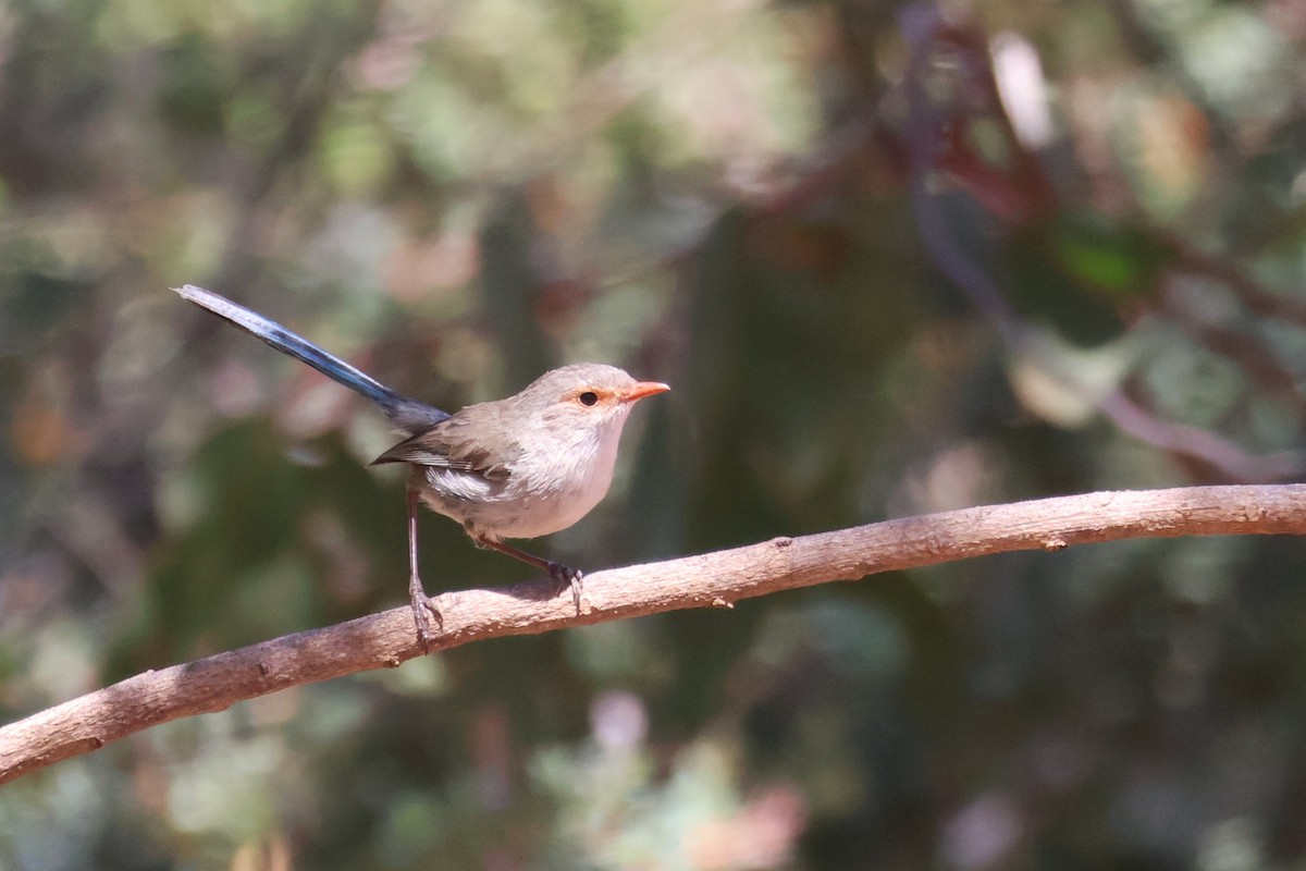 Splendid Fairywren - ML645193067