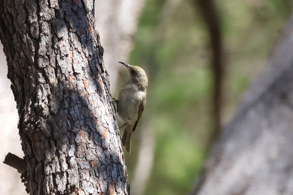 Brown Honeyeater - ML645193068