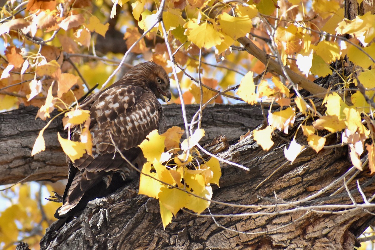 Red-tailed Hawk - ML645193069