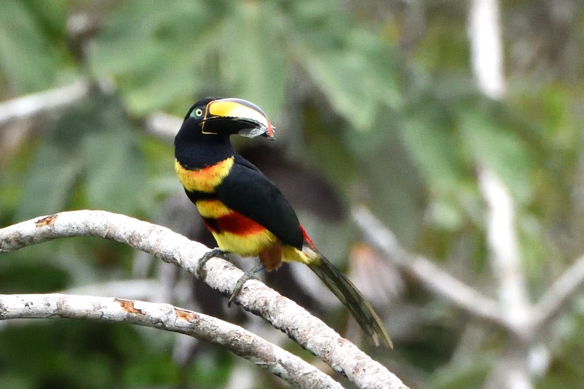 Many-banded Aracari - ML645193070