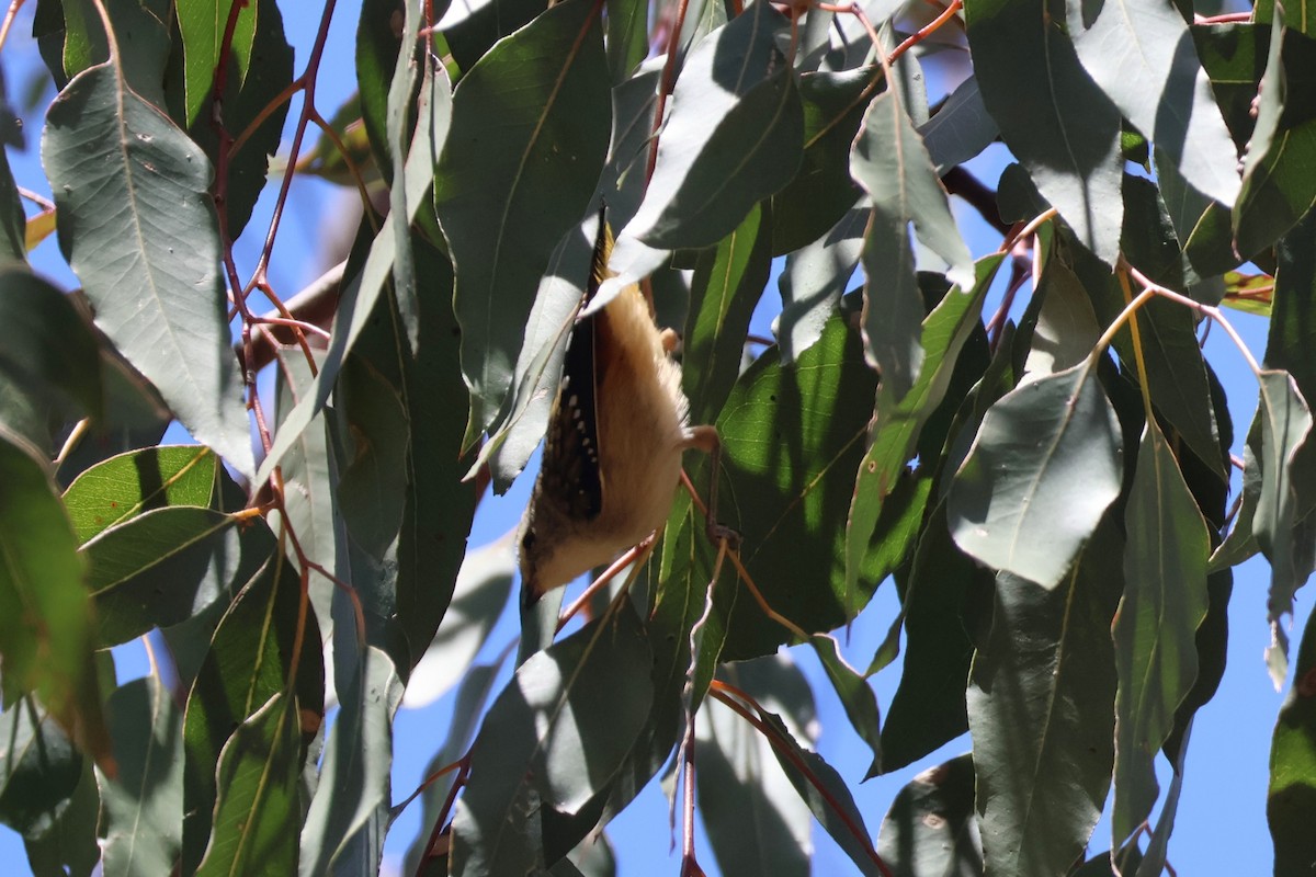 Spotted Pardalote - ML645193071