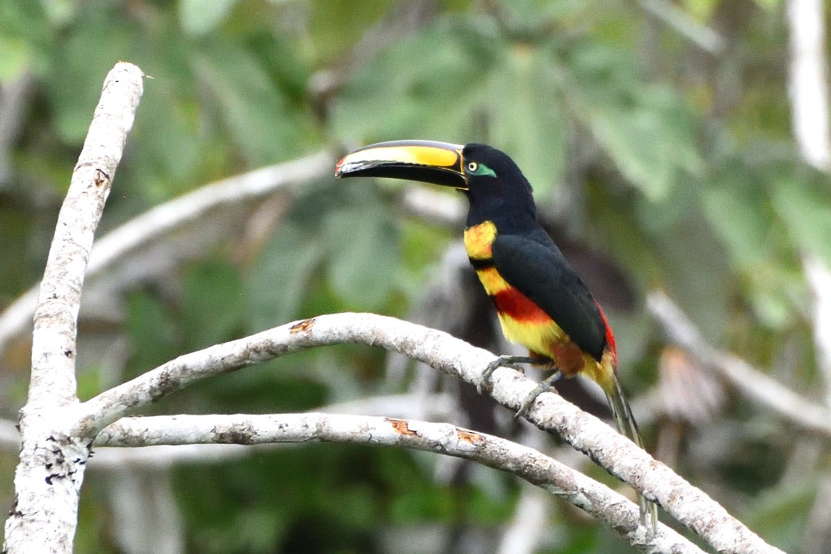 Many-banded Aracari - ML645193072