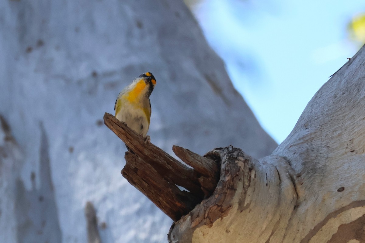Striated Pardalote - ML645193073