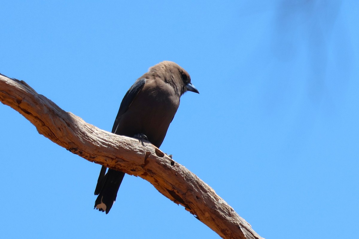 Dusky Woodswallow - ML645193074