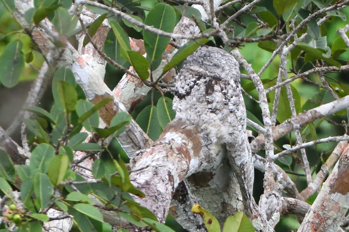 Great Potoo - ML645193075