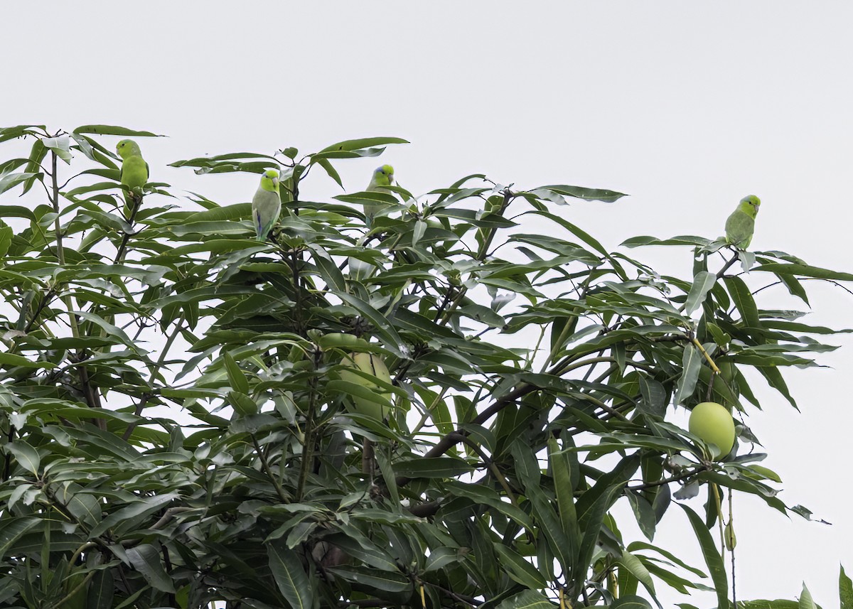 Pacific Parrotlet - ML645193076