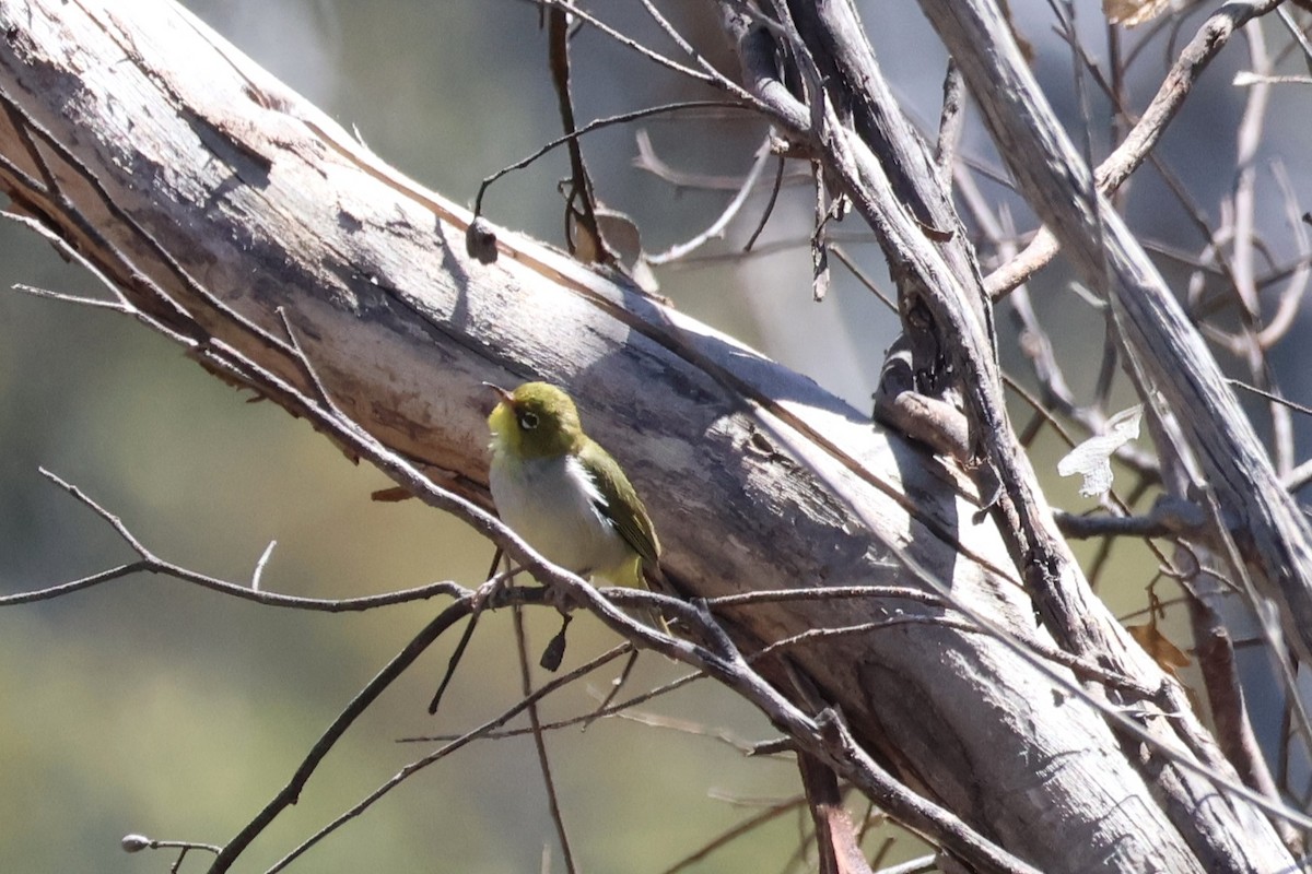 Silvereye - ML645193077