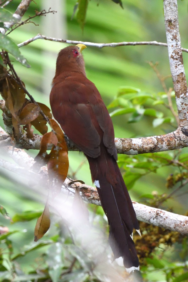 Common Squirrel-Cuckoo - ML645193079