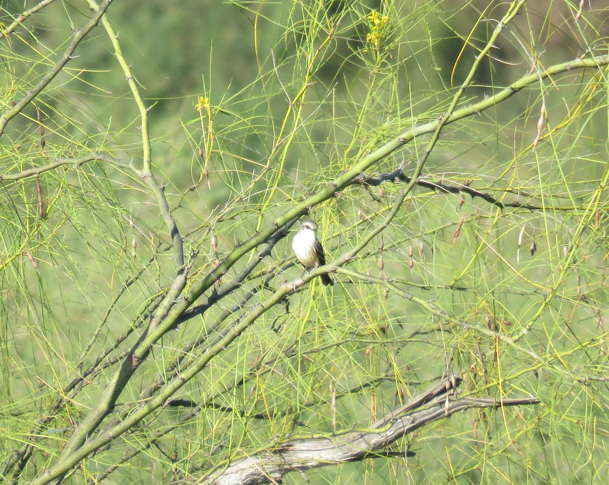 Vermilion Flycatcher - ML645193080