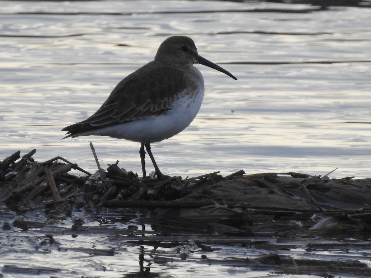 Dunlin - ML645193092