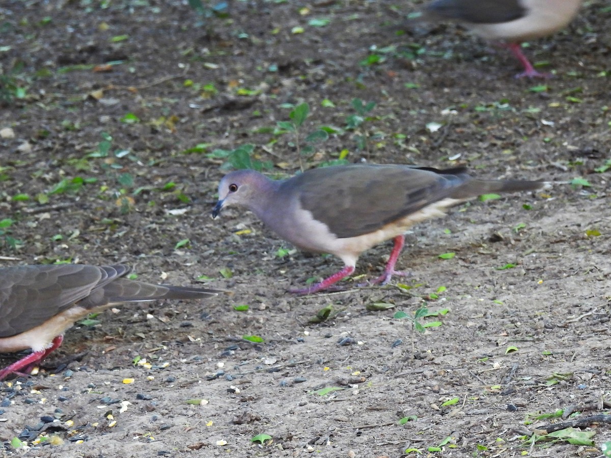 White-tipped Dove - ML645193094