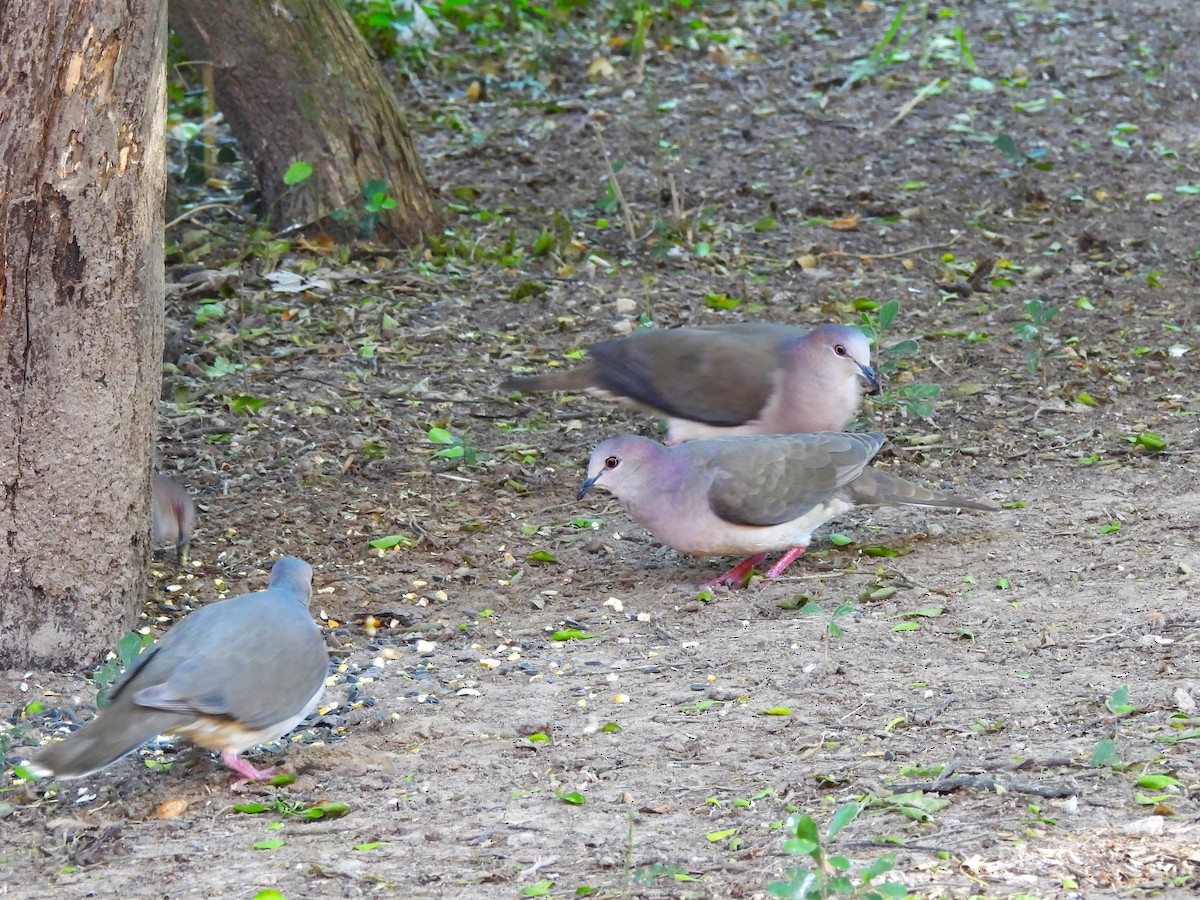 White-tipped Dove - ML645193095
