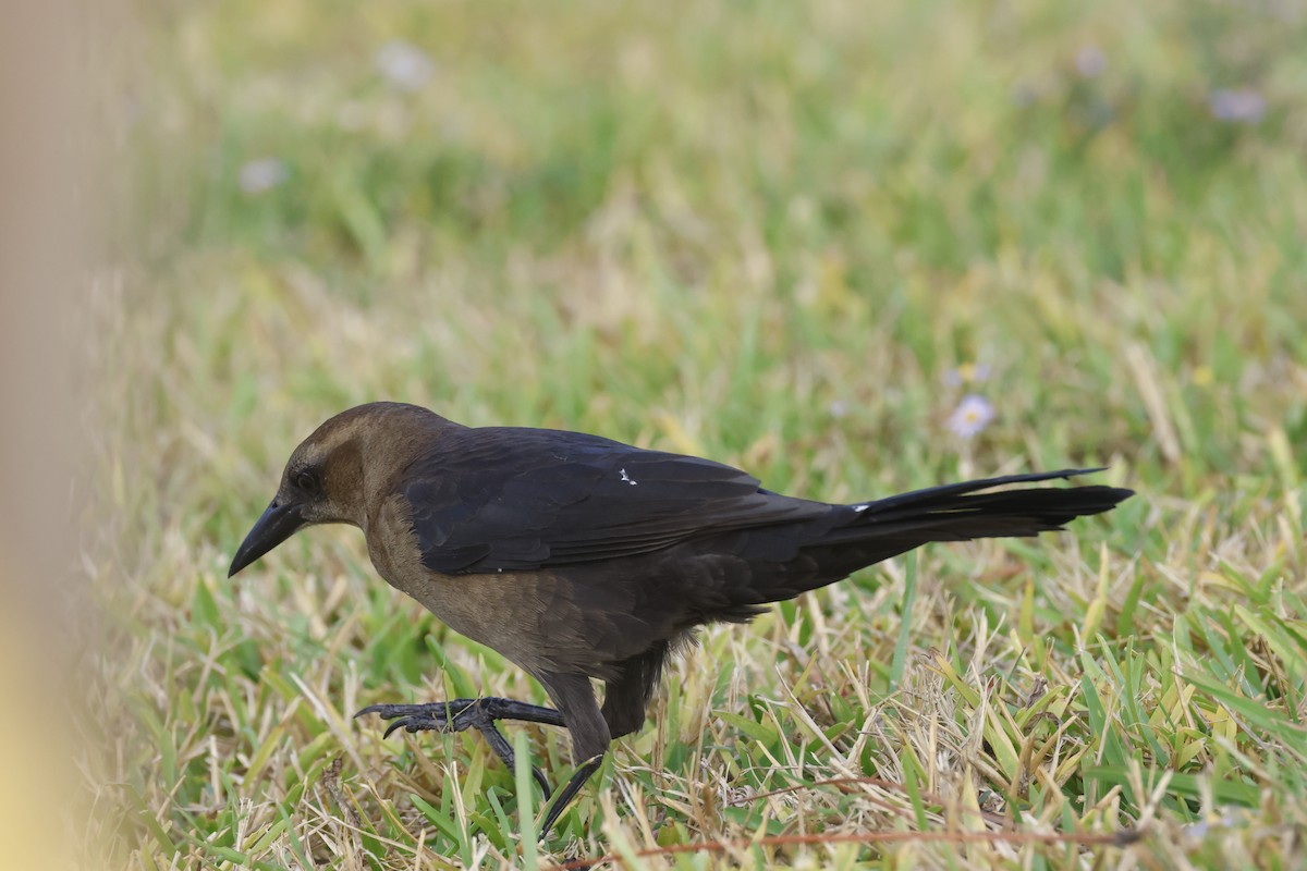 Great-tailed Grackle - ML645193098