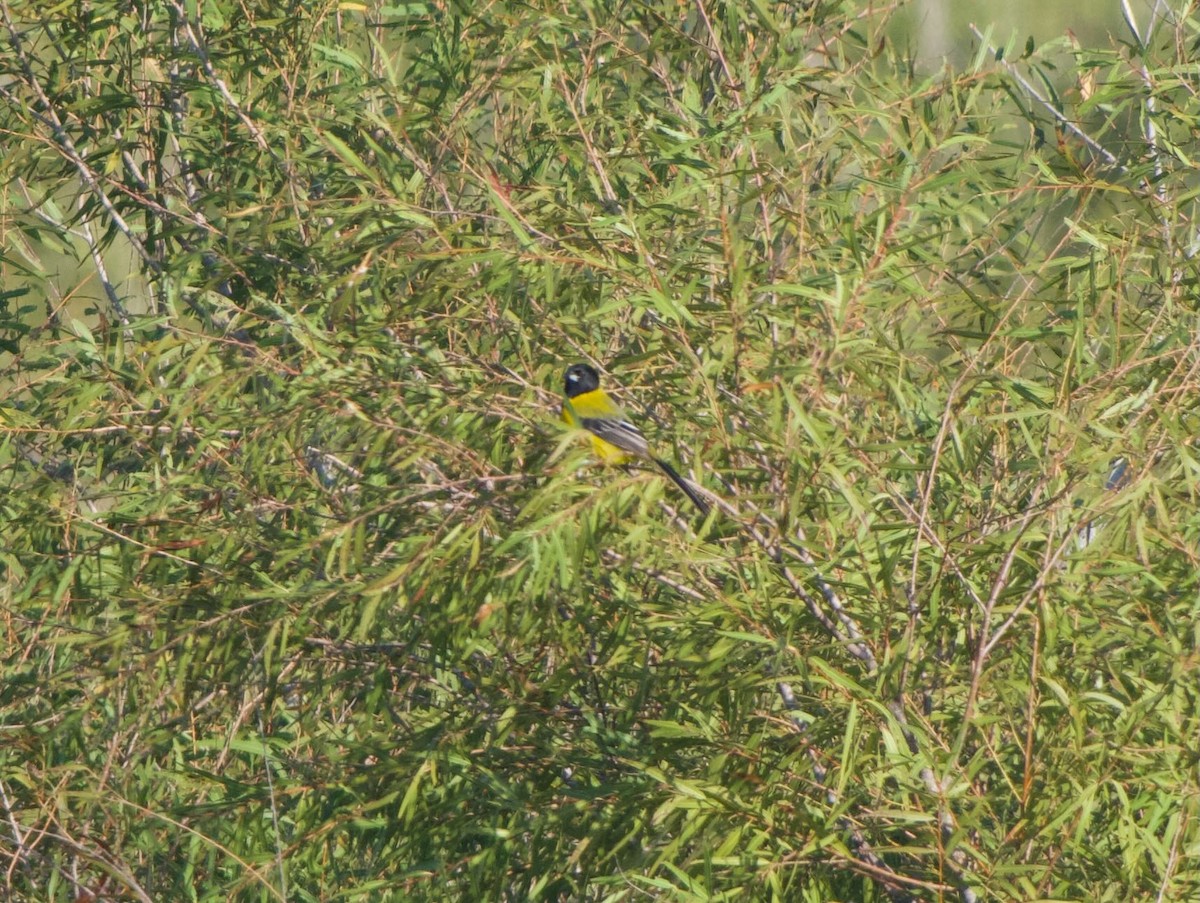 Audubon's Oriole - ML645193099