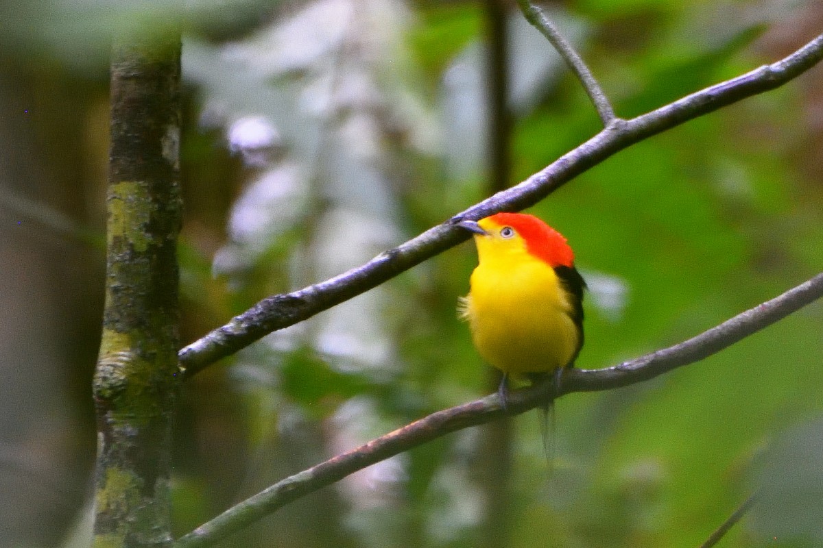 Wire-tailed Manakin - ML645193100