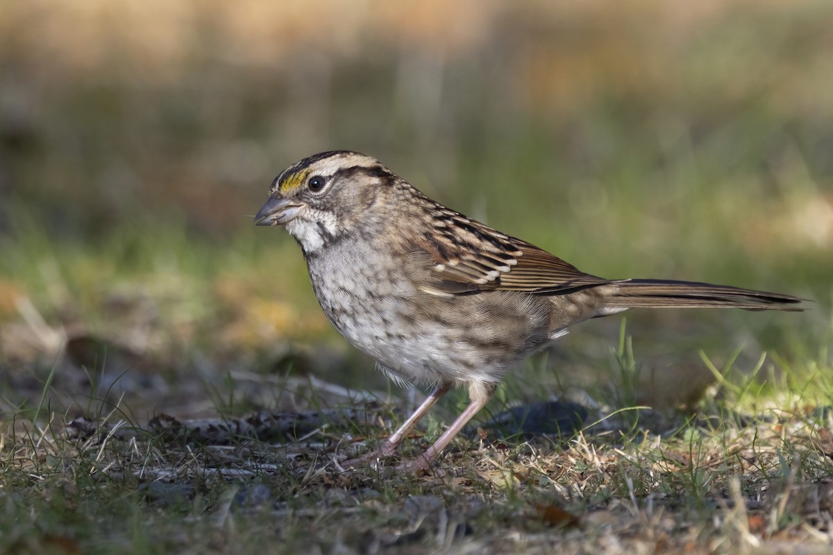 White-throated Sparrow - ML645193101