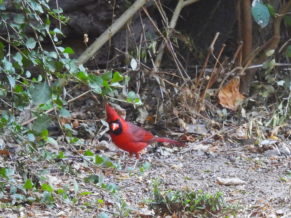 Northern Cardinal - ML645193102