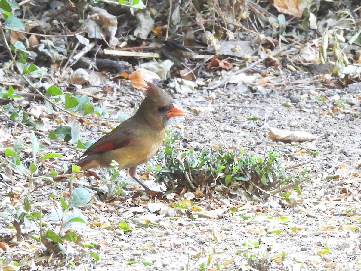 Northern Cardinal - ML645193103