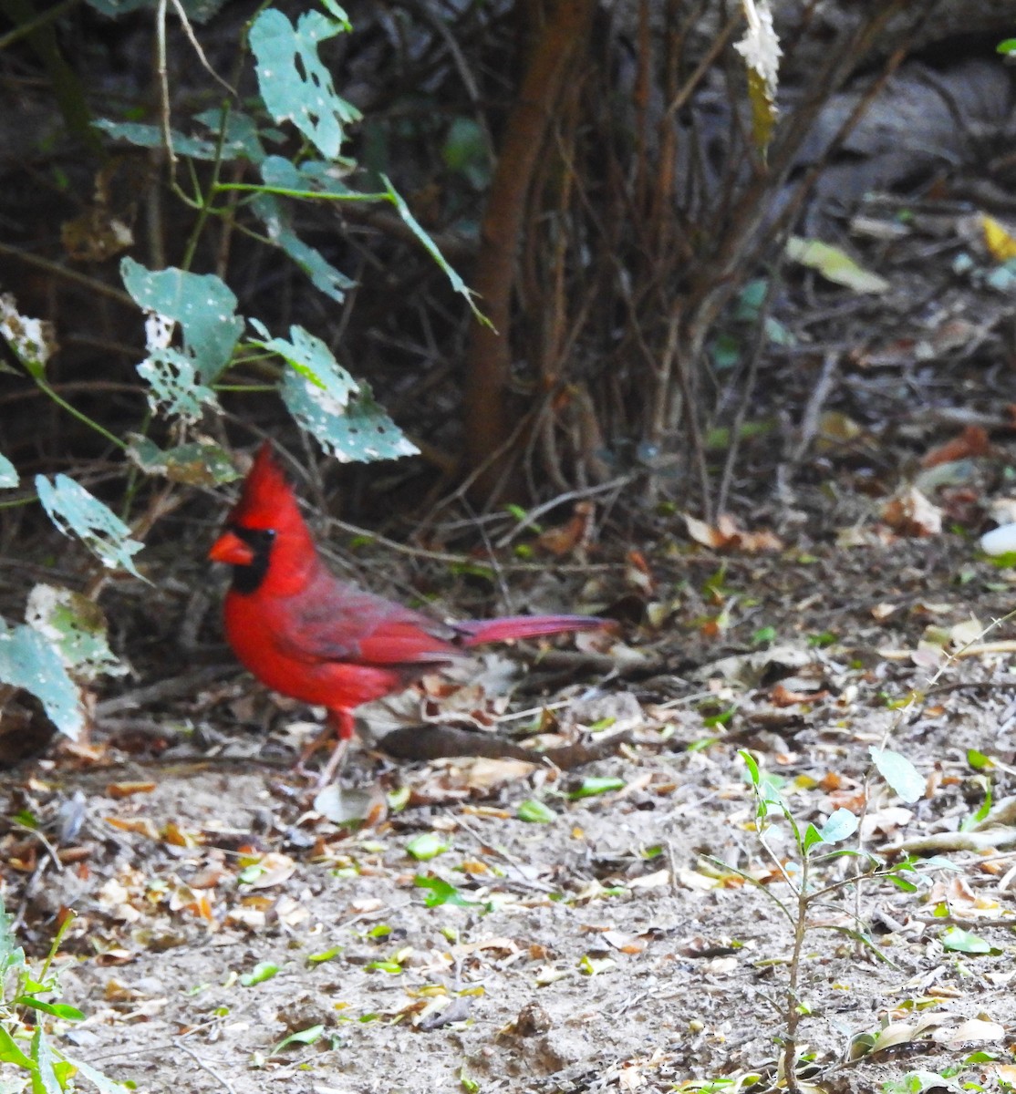 Northern Cardinal - ML645193104