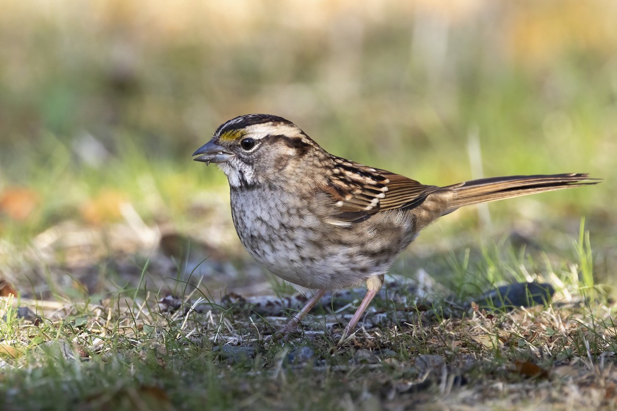 White-throated Sparrow - ML645193105