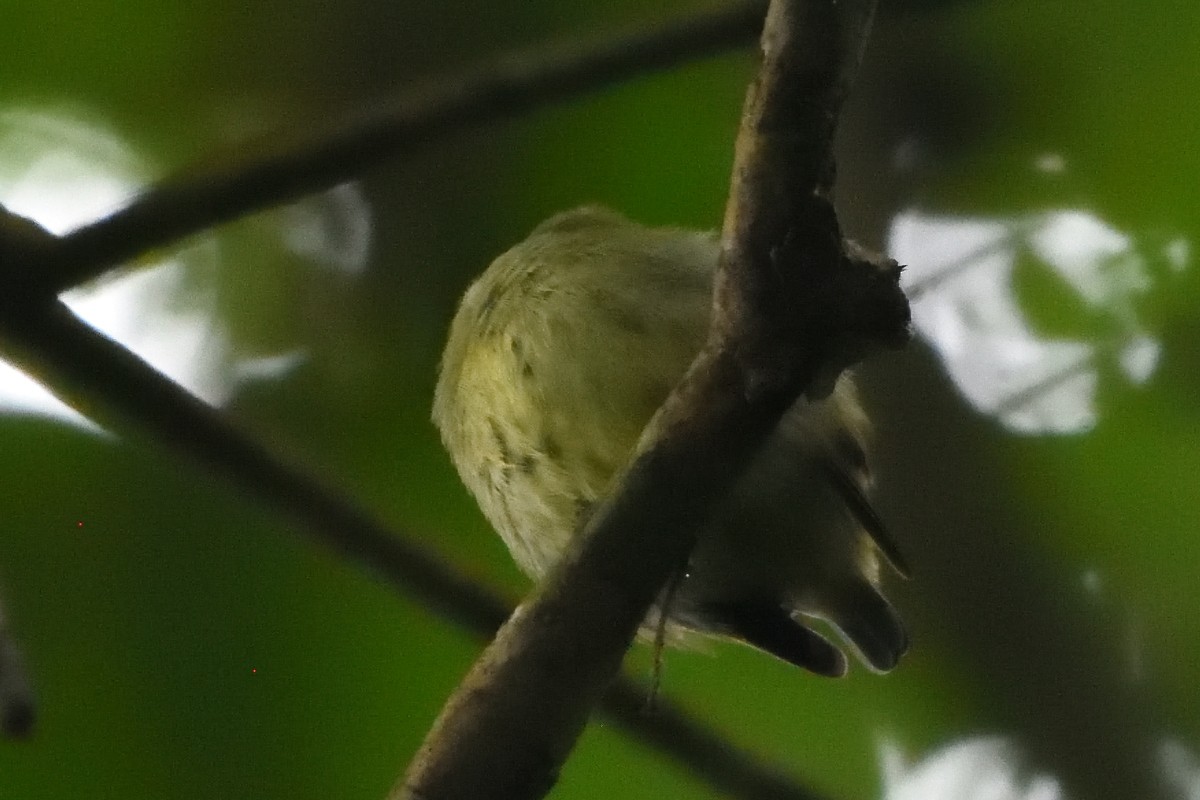 Dwarf Tyrant-Manakin - ML645193106