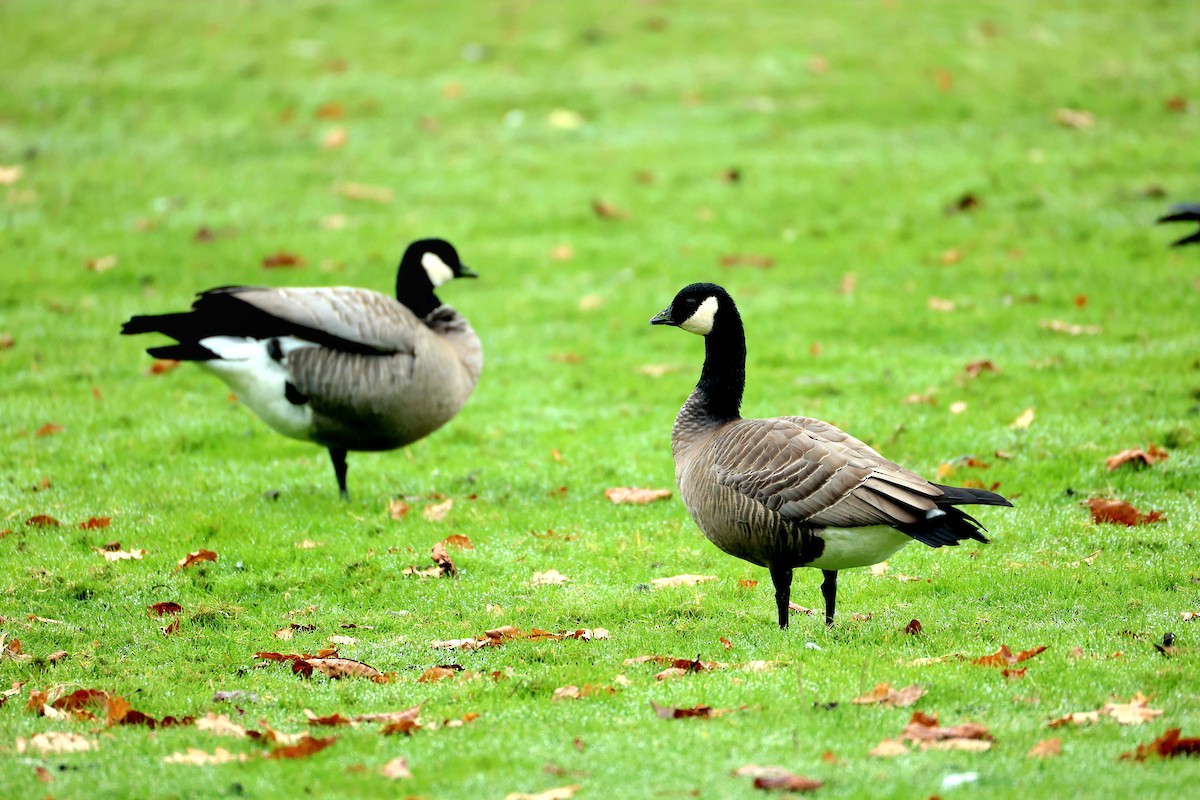 Cackling Goose (minima) - ML645193111