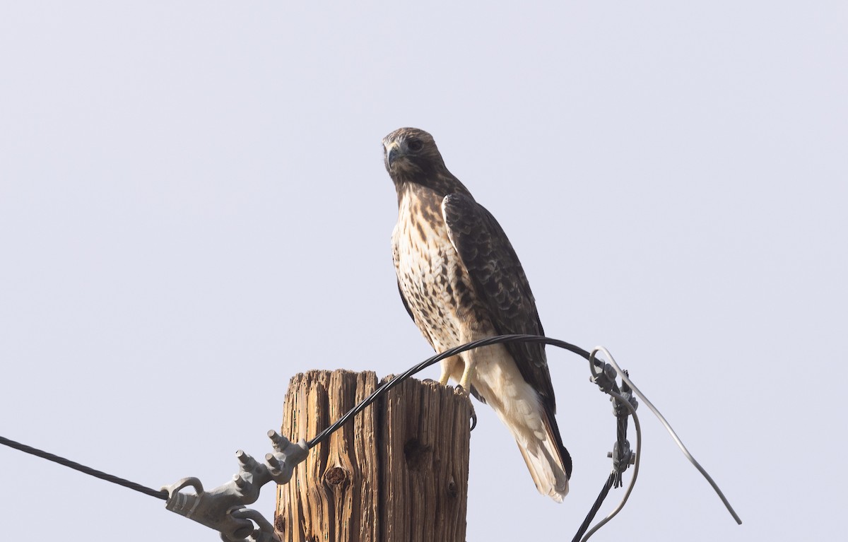Red-tailed Hawk - ML645193112