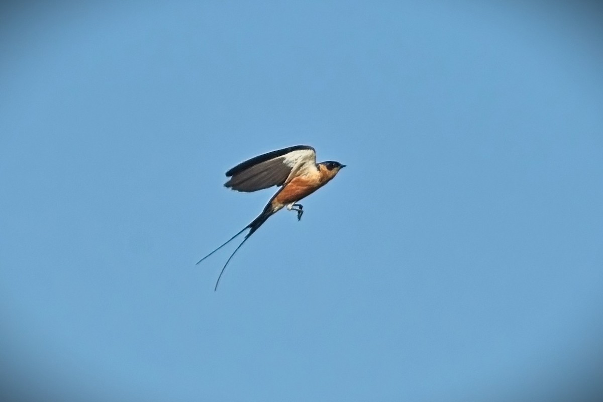 Rufous-chested Swallow - ML645193114