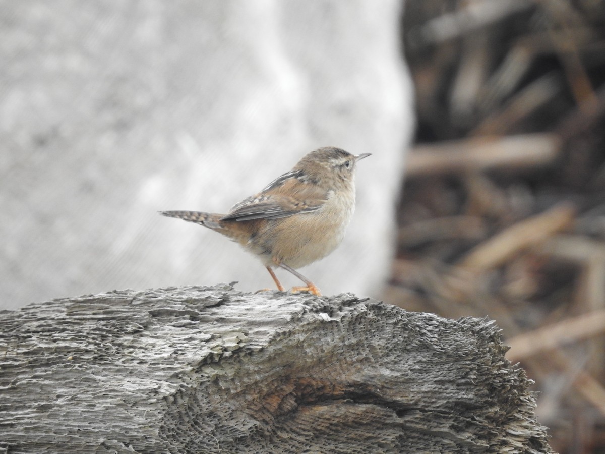 Marsh Wren - ML645193119