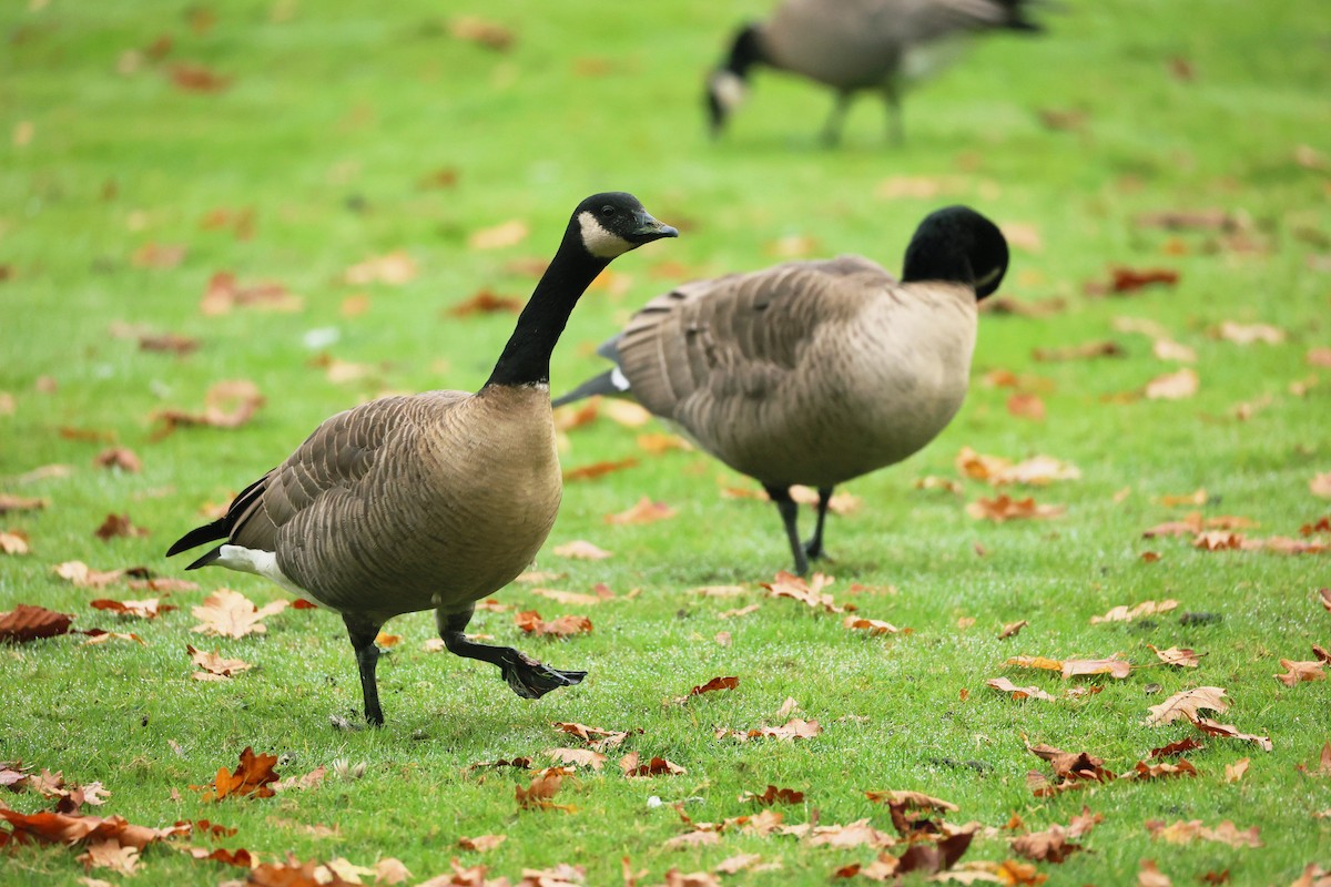 Cackling Goose (Taverner's) - ML645193122