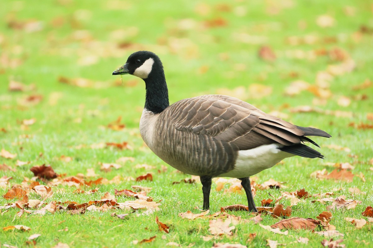Cackling Goose (Taverner's) - ML645193123