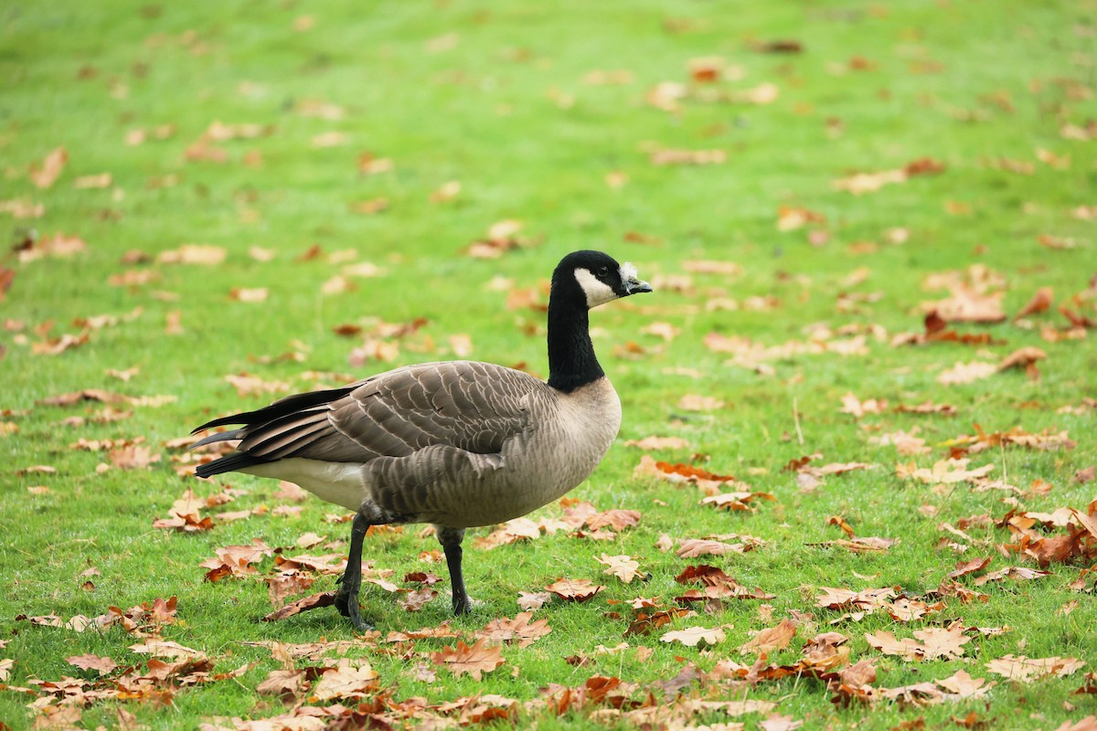 Cackling Goose (Taverner's) - ML645193124
