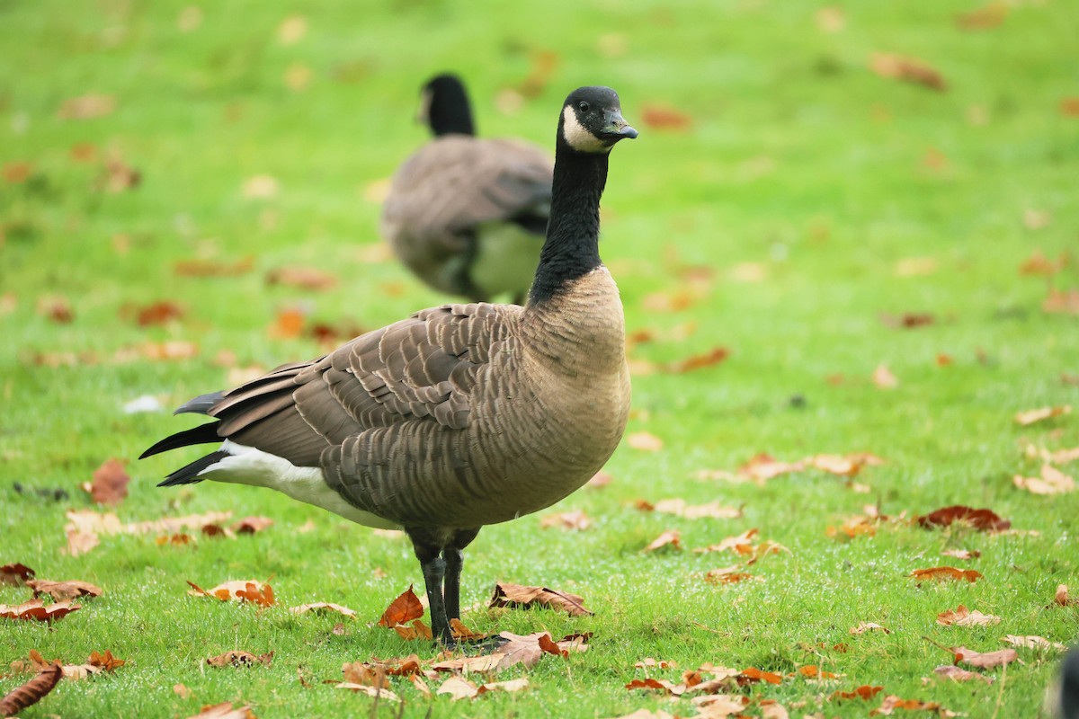 Cackling Goose (Taverner's) - ML645193125