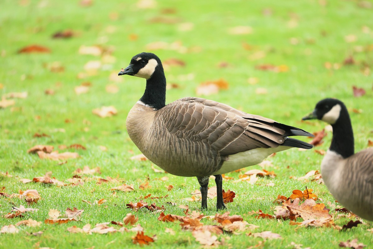 Cackling Goose (Taverner's) - ML645193127