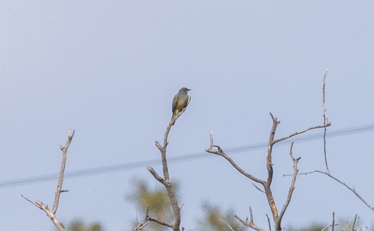 Cassin's Kingbird - ML645193128