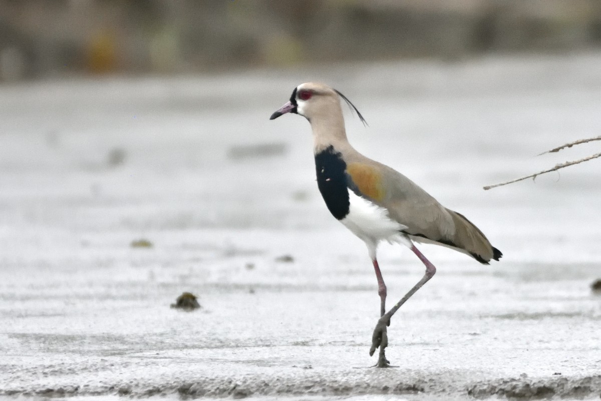 Southern Lapwing - ML645193129