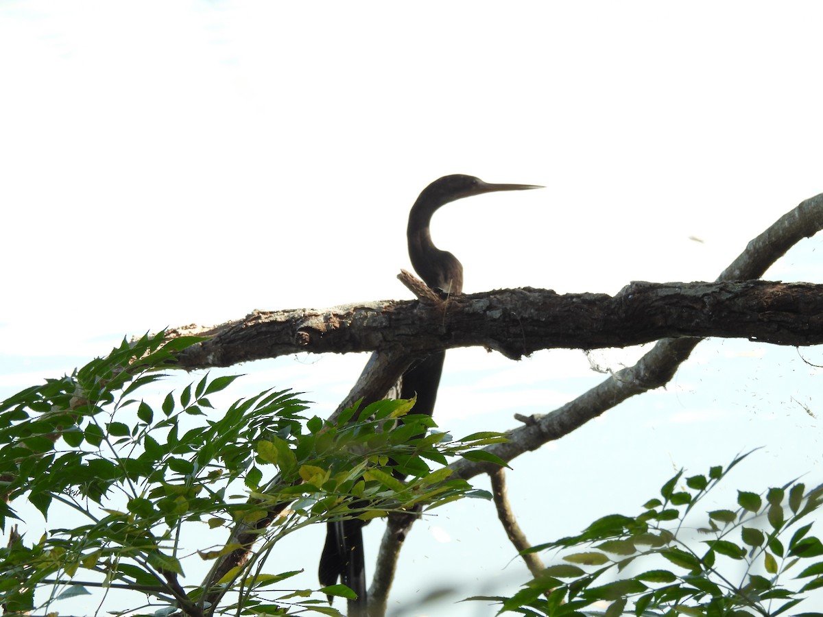 Anhinga - ML645193134