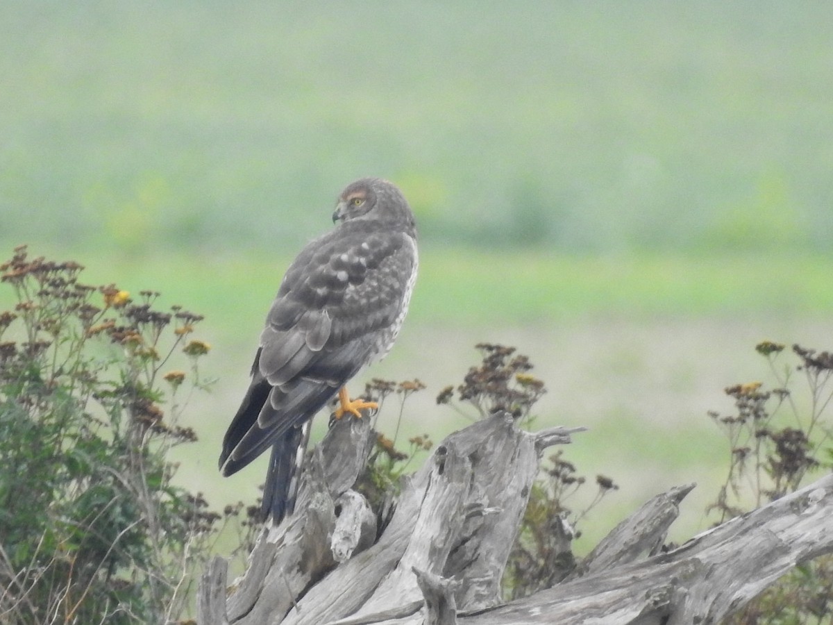 mørkmyrhauk - ML645193153