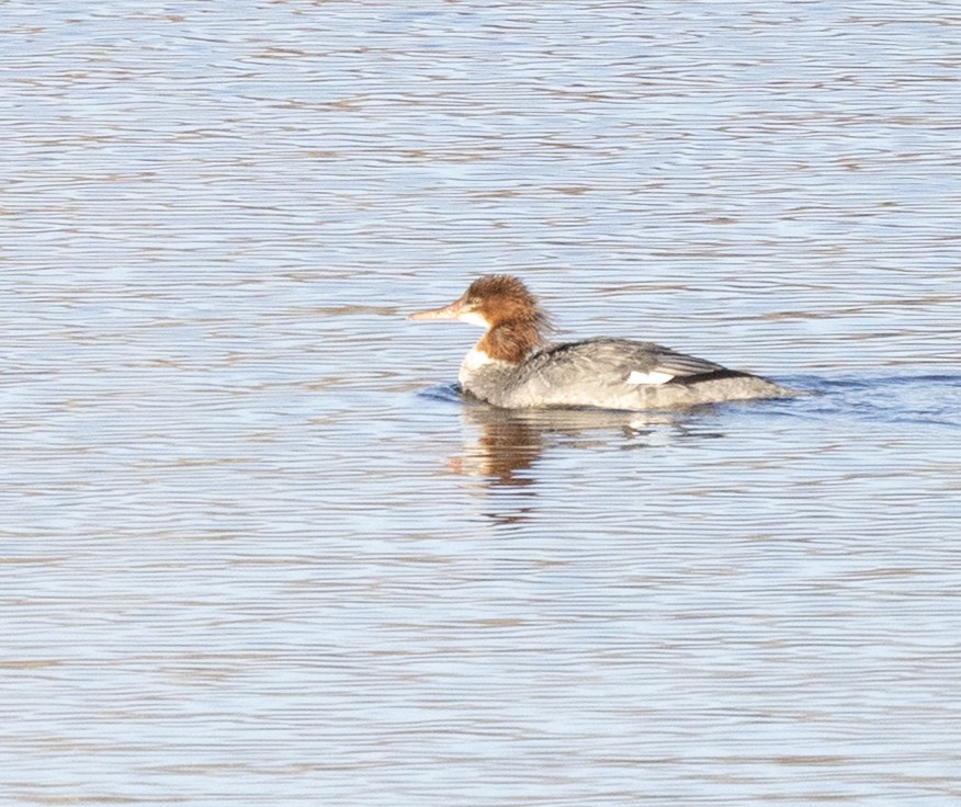 Сэвгэр бохио - ML645193162