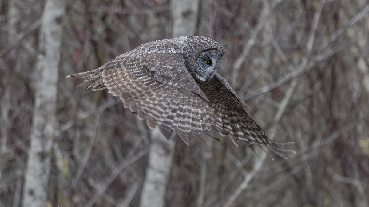 Great Gray Owl - ML645193167