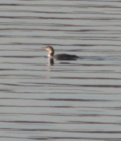 Common Loon - ML645193169