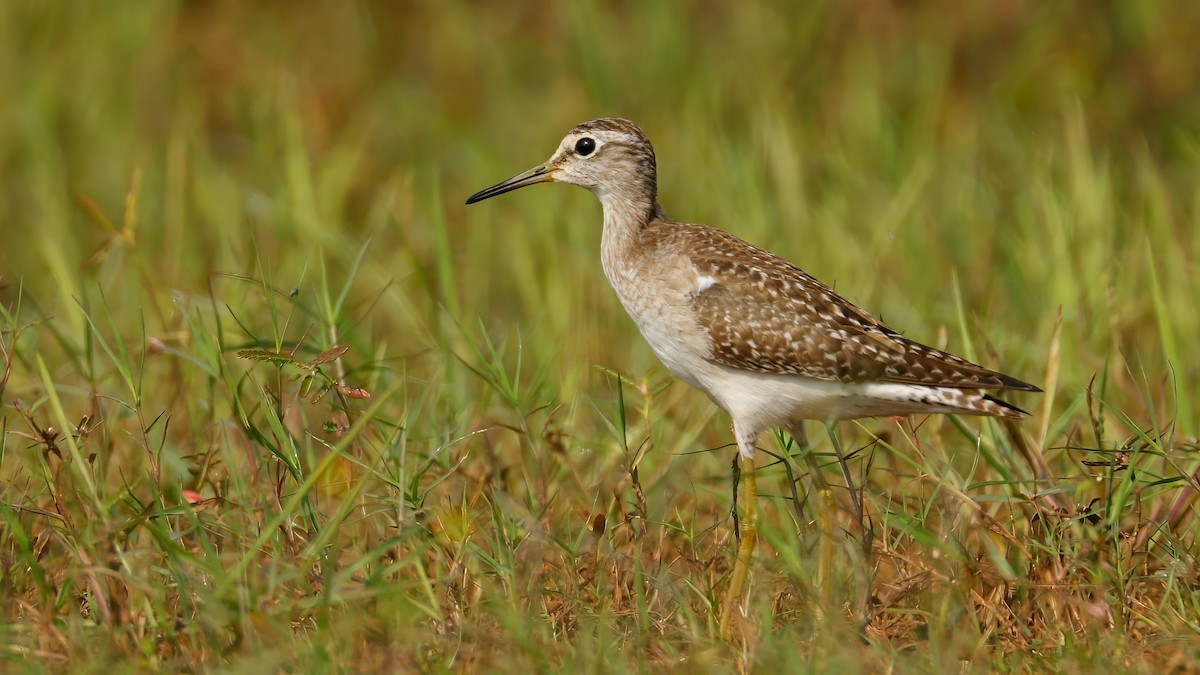 Wood Sandpiper - ML645193197