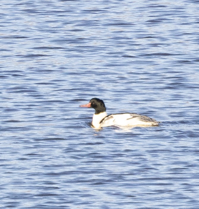 Хумхин бохио - ML645193203