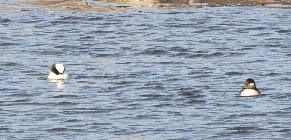 Bufflehead - ML645193208