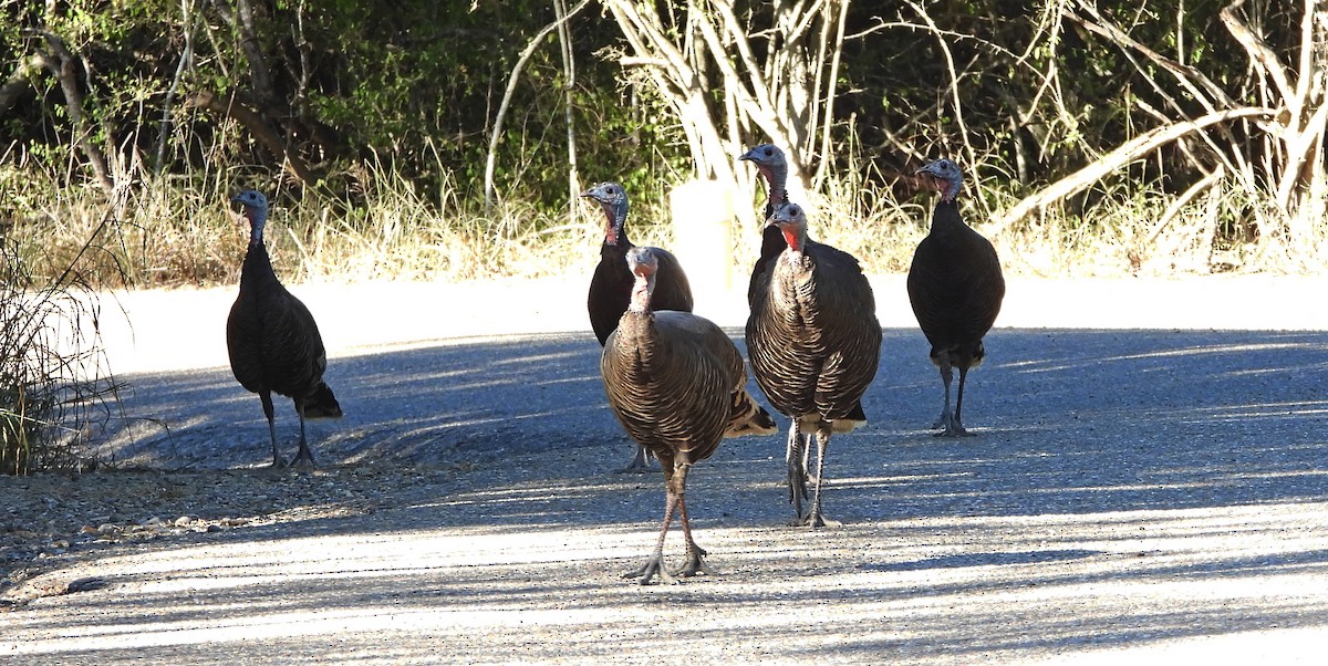 Wild Turkey - ML645193209