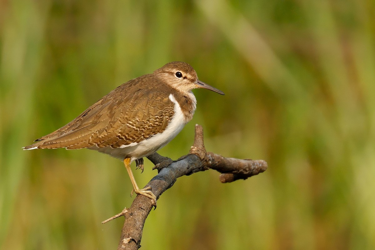 Common Sandpiper - ML645193210