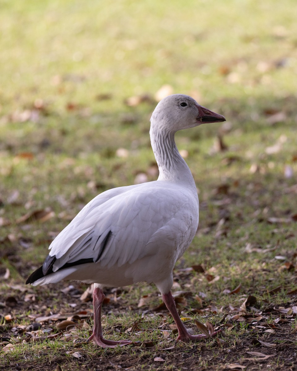 Snow Goose - ML645193213